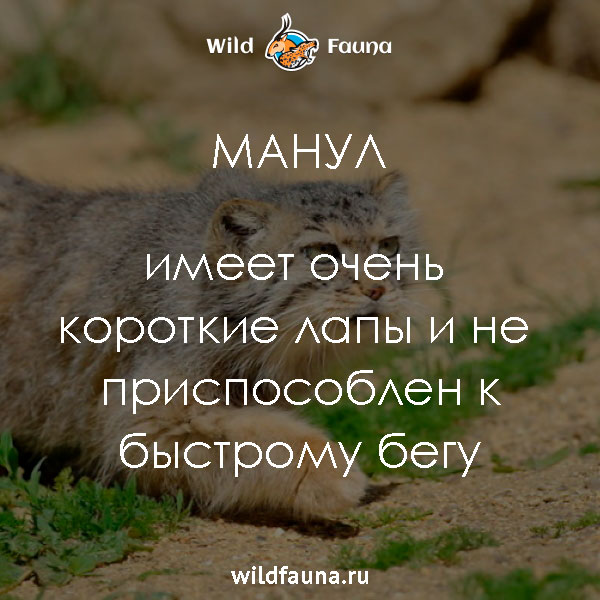 Интересные факты про манула - фото