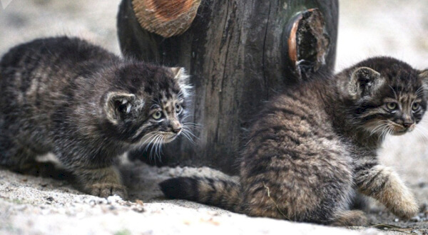 фото котят манула фото котят манула