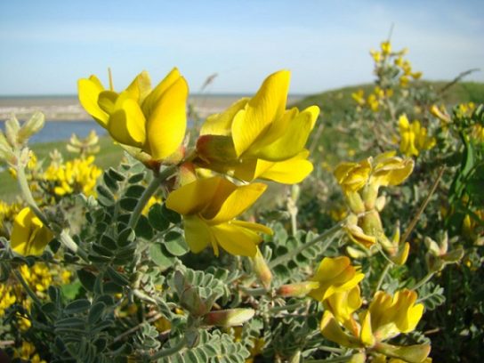 Красная книга Краснодарского края