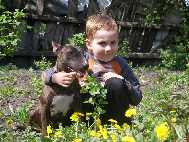 мини бультерьер дети