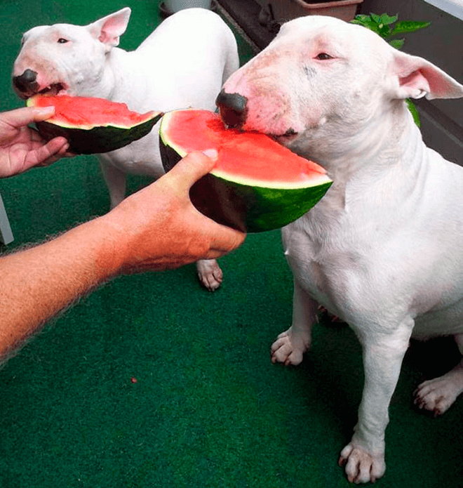 мини бультерьер ест