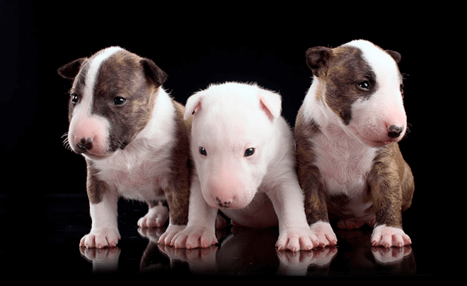 щенки мини бультерьера