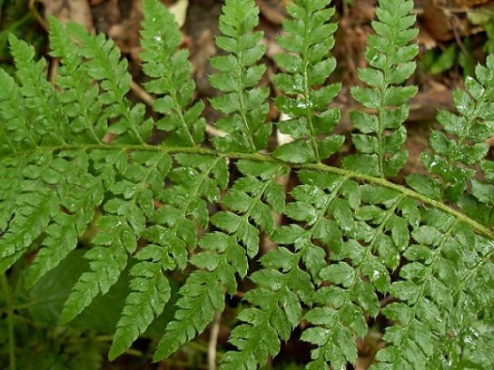 Животные, занесенные в Красную книгу Красноярского края - названия, описание