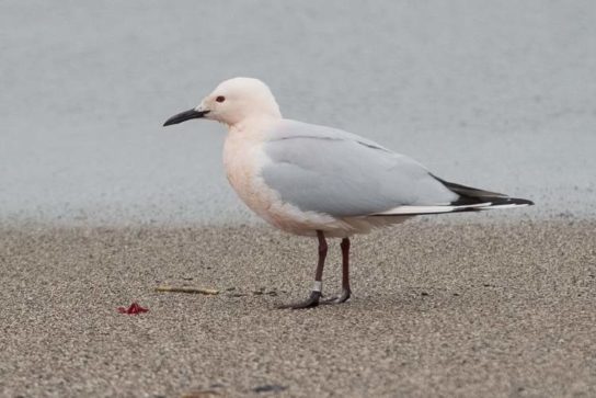 Какая птица ныряет глубже