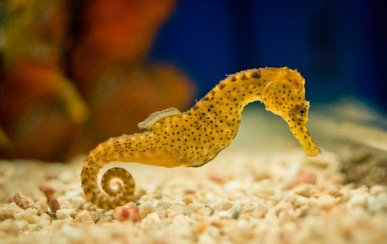 Крымские эндемичные растения и животные