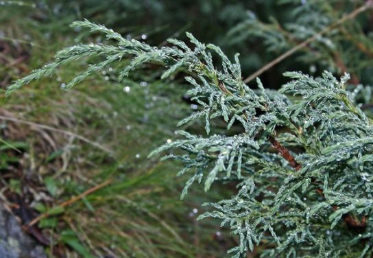 Животные, занесенные в Красную книгу Красноярского края - названия, описание