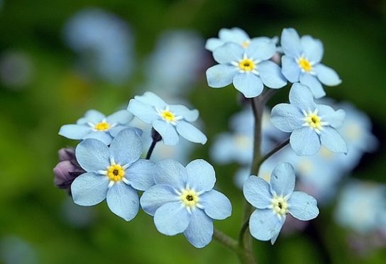 Животные, занесенные в Красную книгу Красноярского края - названия, описание