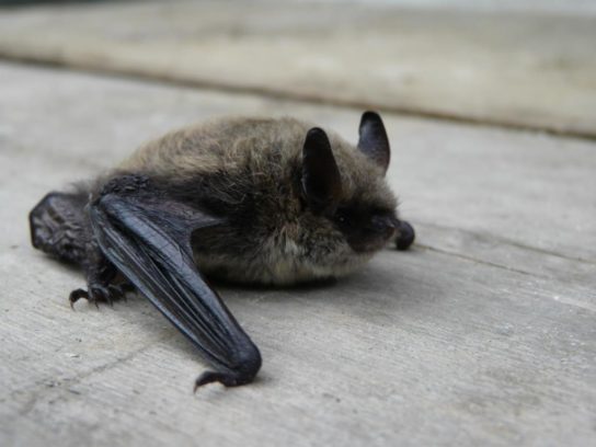 Животные, занесенные в Красную книгу Красноярского края - названия, описание