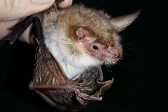 Крымские эндемичные растения и животные