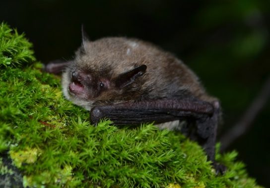 Красная книга Краснодарского края