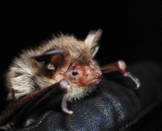 Красная книга Краснодарского края