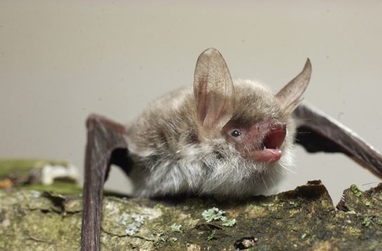 Крымские эндемичные растения и животные