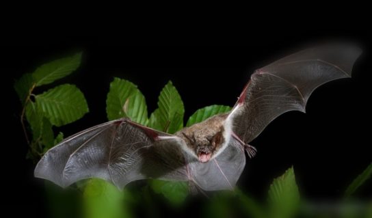 Красная книга Краснодарского края