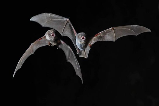 Крымские эндемичные растения и животные