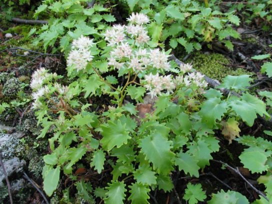 Животные, занесенные в Красную книгу Красноярского края - названия, описание