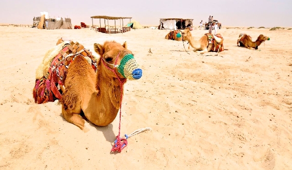 Чем питается одногорбый верблюд