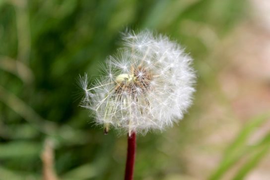 Животные, занесенные в Красную книгу Красноярского края - названия, описание