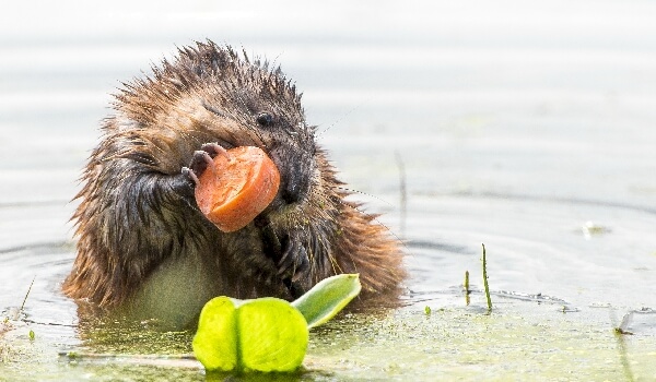 Чем питается ондатра