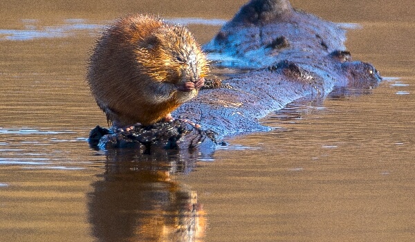Враги ондатры