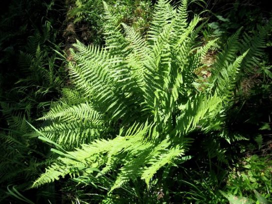 Животные, занесенные в Красную книгу Красноярского края - названия, описание