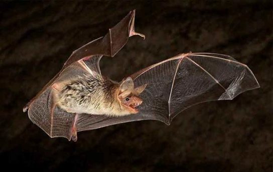 Красная книга Краснодарского края