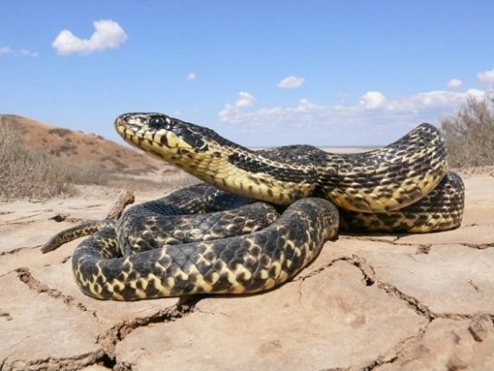 Красная книга Краснодарского края