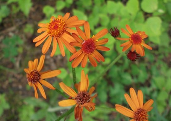 Животные, занесенные в Красную книгу Красноярского края - названия, описание