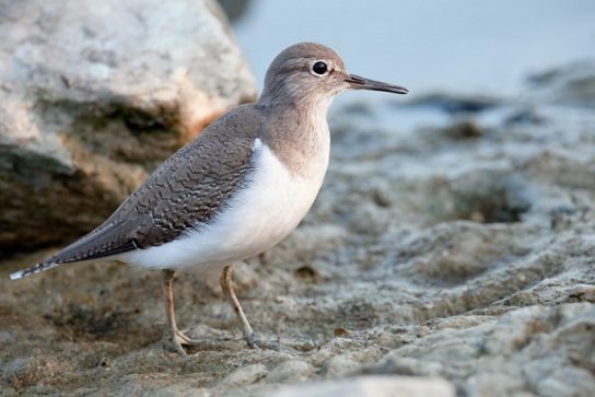 Крымские эндемичные растения и животные