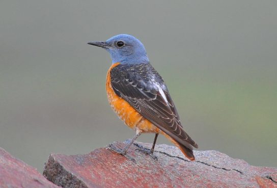 Крымские эндемичные растения и животные