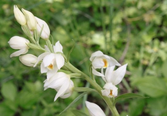 Красная книга Краснодарского края