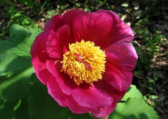 Крымские эндемичные растения и животные