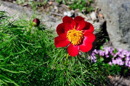 Крымские эндемичные растения и животные