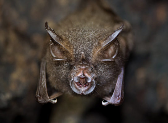 Крымские эндемичные растения и животные