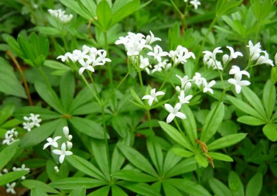 Животные, занесенные в Красную книгу Красноярского края - названия, описание