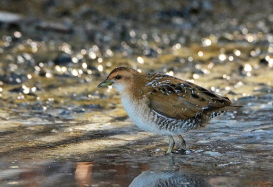 Животные и растения Алтайского края, занесенные в Красную книгу