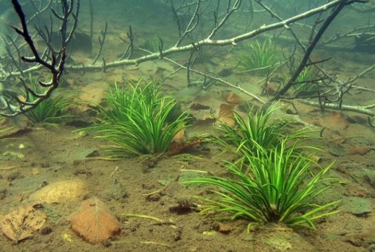 Животные, занесенные в Красную книгу Красноярского края - названия, описание