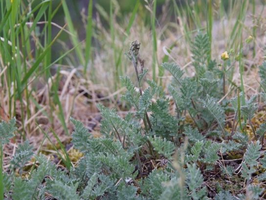 Животные, занесенные в Красную книгу Красноярского края - названия, описание