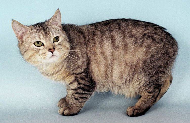 Мэнкс рампи