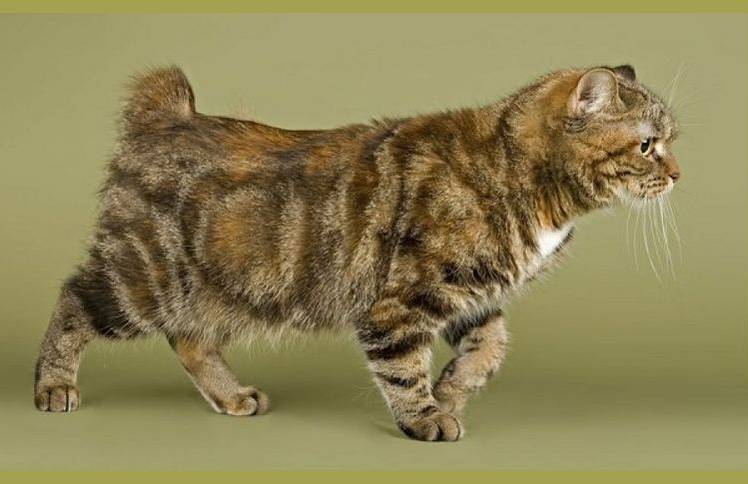 Мэнкс стампи