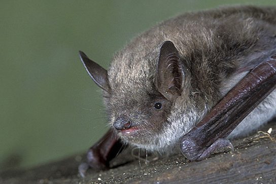 Красная книга Краснодарского края