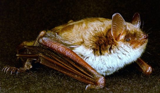 Животные, занесенные в Красную книгу Красноярского края - названия, описание