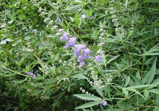 Крымские эндемичные растения и животные