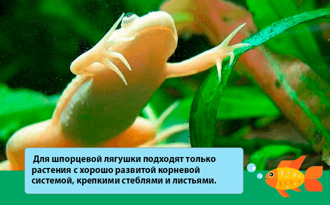 растения для шпорцевой лягушки растения для шпорцевой лягушки