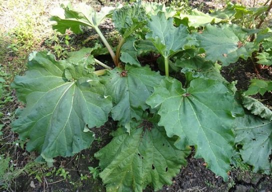 Животные, занесенные в Красную книгу Красноярского края - названия, описание