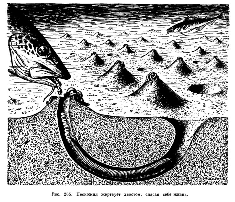 Всё о черве пескожиле, где искать, как добыть, хранить и лучшие способы насадки на крючок