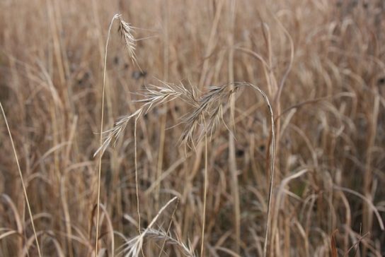 Крымские эндемичные растения и животные