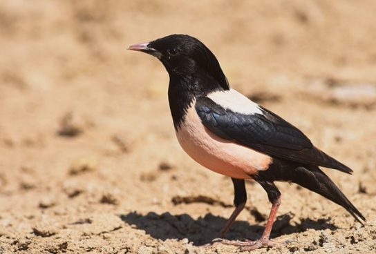 Крымские эндемичные растения и животные