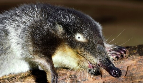 Воспроизведение русского мускуса