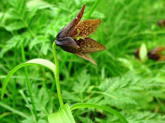 Животные, занесенные в Красную книгу Красноярского края - названия, описание