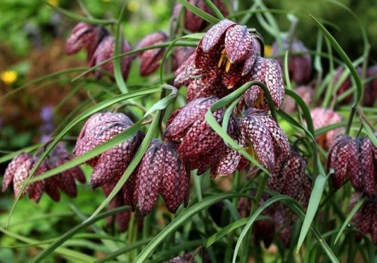 Красная книга Краснодарского края